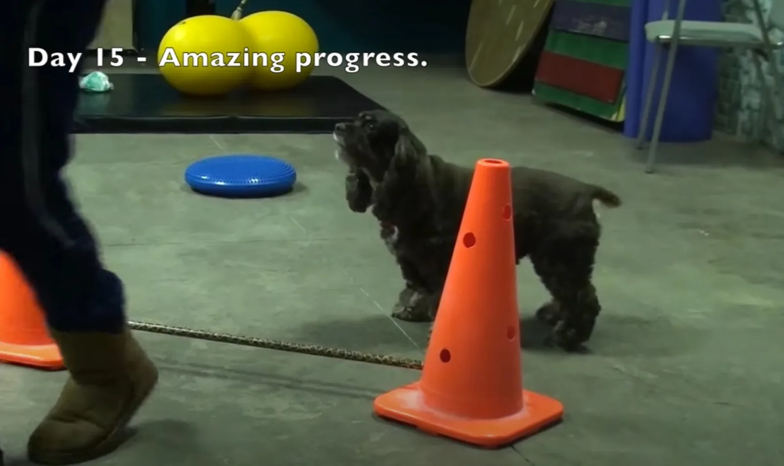 A small dog standing behind an orange cone preparing to do an exercise